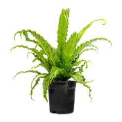 Asplenium Osaka - Japanese Bird's Nest Fern -PlantVibe Shop Asplenium Osaka Japanese Bird s Nest Fern 17x50cm 2