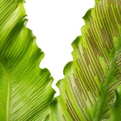 Asplenium Osaka - Japanese Bird's Nest Fern -PlantVibe Shop Asplenium Osaka Japanese Bird s Nest Fern 17x50cm
