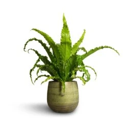 Asplenium Osaka - Japanese Bird's Nest Fern -PlantVibe Shop Asplenium Osaka Japanese Bird s Nest Fern 17x50cm Lydia Plant Pot Shiny Green 22x20cm 2382bcc5 5386 4abe a600 c903891522c1