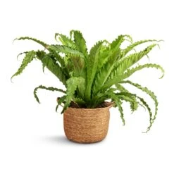 Asplenium Osaka - Japanese Bird's Nest Fern -PlantVibe Shop Asplenium Osaka Japanese Bird s Nest Fern 17x50cm Nelis Plant Basket Natural 23x20cm 31f8e6af 287b 4e52 98d8 3ccd2af6443e