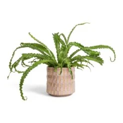 Asplenium Osaka - Japanese Bird's Nest Fern -PlantVibe Shop Asplenium Osaka Japanese Bird s Nest Fern 17x50cm Stian Plant Pot Soft Nougat 21x20cm bd6ca154 60df 4c02 aeb9 135637ba47bc