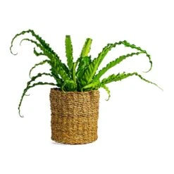 Asplenium Osaka - Japanese Bird's Nest Fern -PlantVibe Shop Asplenium Osaka Japanese Bird s Nest Fern Ido Plant Baskets Set of 5 Natural