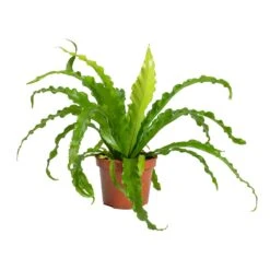 Asplenium Osaka - Japanese Bird's Nest Fern -PlantVibe Shop Asplenium Osaka Japanese Birds Nest Fern 12x25cm