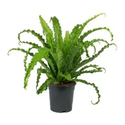 Asplenium Osaka - Japanese Bird's Nest Fern -PlantVibe Shop Asplenium Osaka Japanese Birds Nest Fern 2