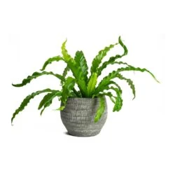 Asplenium Osaka - Japanese Bird's Nest Fern -PlantVibe Shop Asplenium Osaka Japanese Birds Nest Fern Koen Brown Plant Pot