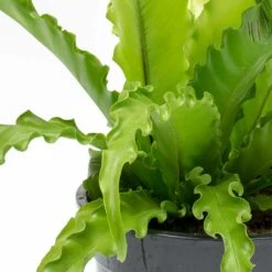 Asplenium Osaka - Japanese Bird's Nest Fern -PlantVibe Shop Asplenium Osaka Japanese Birds Nest Fern Leaves