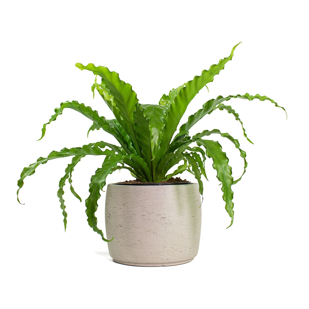 Mini Valerie Plant Pot - Grey Washed 10 Mini Valerie Plant Pot - Grey Washed - Image 10