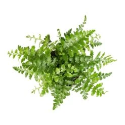 Asplenium Parvati - Mother Fern -PlantVibe Shop Asplenium Parvati Mother Fern 12x25cm 1