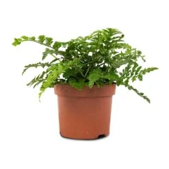 Asplenium Parvati - Mother Fern -PlantVibe Shop Asplenium Parvati Mother Fern 12x25cm