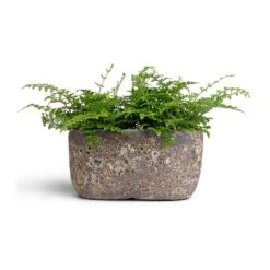 Asplenium Parvati - Mother Fern -PlantVibe Shop Asplenium Parvati Mother Fern 12x25cmxTwo Plants Lava Oval Relic Plant Bowl Rust 31x18x15cm