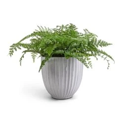 Asplenium Parvati - Mother Fern -PlantVibe Shop Asplenium Parvati Mother Fern 17x40cm Lagos Plant Pot Cement 20x20cm