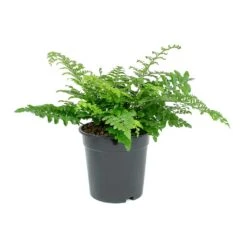 Asplenium Parvati - Mother Fern -PlantVibe Shop Asplenium Parvati Mother Fern