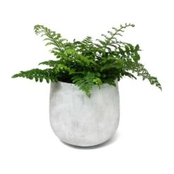 Asplenium Parvati - Mother Fern -PlantVibe Shop Asplenium Parvati Mother Fern Amber Plant Pot Light Grey