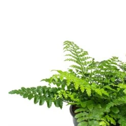 Asplenium Parvati - Mother Fern -PlantVibe Shop Asplenium Parvati Mother Fern Fronds