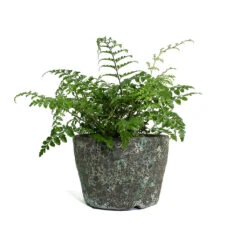 Asplenium Parvati - Mother Fern -PlantVibe Shop Asplenium Parvati Mother Fern Lava Couple Straight Relic Planter Jade fd5acf25 83f4 43bf 87de 017d92b23803