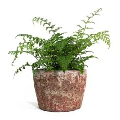 Asplenium Parvati - Mother Fern -PlantVibe Shop Asplenium Parvati Mother Fern Lava Couple Straight Relic Planter Pink 8822c758 16f2 4670 b504 4e6ec69e1b79