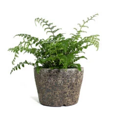 Asplenium Parvati - Mother Fern -PlantVibe Shop Asplenium Parvati Mother Fern Lava Couple Straight Relic Planter Rust 3edd8857 f21d 48a6 b9e8 9cc5d9258642