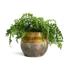 Asplenium Parvati - Mother Fern -PlantVibe Shop Asplenium Parvati Mother Fern Lindy Plant Pot Ochre 54579a56 2c38 4b71 94e7 d9a986ec4a05