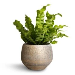 Asplenium Nidus Crispy Wave - Pleated Bird's Nest Fern 16 Asplenium Nidus Crispy Wave - Pleated Bird's Nest Fern -PlantVibe Shop Asplenium nidus Crispy Wave Pleated Bird s Nest Fern 12x30cm Noor Plant Pot Metallic Grey 16x13cm 92a61991 0d7f 4326 a7aa ca8fdd9e7e68