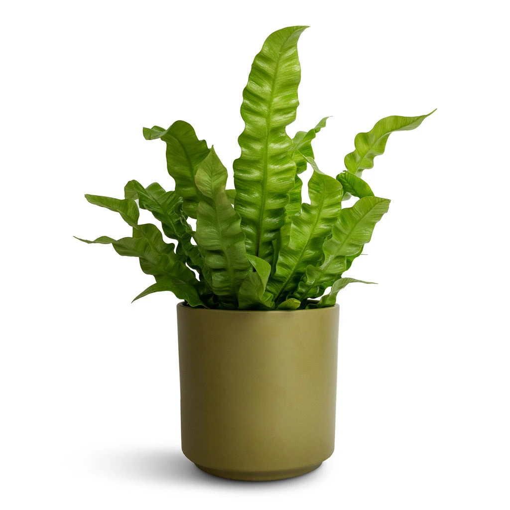 Asplenium Nidus Crispy Wave - Pleated Bird's Nest Fern 1 Asplenium Nidus Crispy Wave - Pleated Bird's Nest Fern