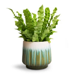Asplenium Nidus Crispy Wave - Pleated Bird's Nest Fern 14 Asplenium Nidus Crispy Wave - Pleated Bird's Nest Fern -PlantVibe Shop Asplenium nidus Crispy Wave Pleated Bird s Nest Fern Alice Plant Pot Ocean