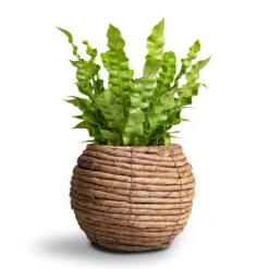 Asplenium Nidus Crispy Wave - Pleated Bird's Nest Fern 17 Asplenium Nidus Crispy Wave - Pleated Bird's Nest Fern -PlantVibe Shop Asplenium nidus Crispy Wave Pleated Bird s Nest Fern Lida Plant Basket Natural