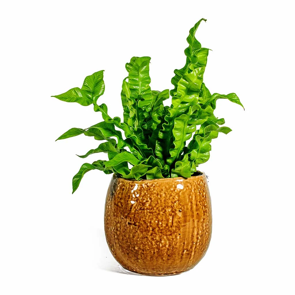 Asplenium Nidus Crispy Wave - Pleated Bird's Nest Fern 9 Asplenium Nidus Crispy Wave - Pleated Bird's Nest Fern - Image 9