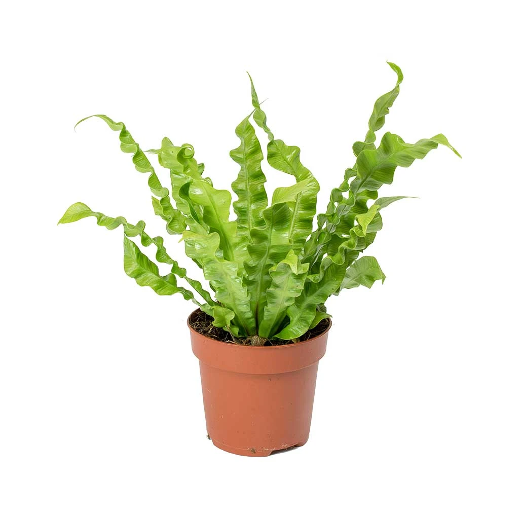 Asplenium Nidus Crispy Wave - Pleated Bird's Nest Fern 3 Asplenium Nidus Crispy Wave - Pleated Bird's Nest Fern - Image 3