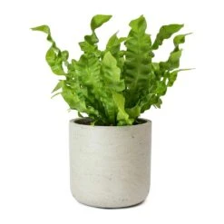 Asplenium Nidus Crispy Wave - Pleated Bird's Nest Fern 15 Asplenium Nidus Crispy Wave - Pleated Bird's Nest Fern -PlantVibe Shop Asplenium nidus Crispy Wave Pleated Birds Nest Fern Charlie Grey Plant Pot
