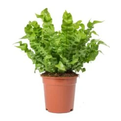 Asplenium Nidus Crispy Wave - Pleated Bird's Nest Fern 13 Asplenium Nidus Crispy Wave - Pleated Bird's Nest Fern -PlantVibe Shop Asplenium nidus Crispy Wave Pleated Birds Nest Fern Large