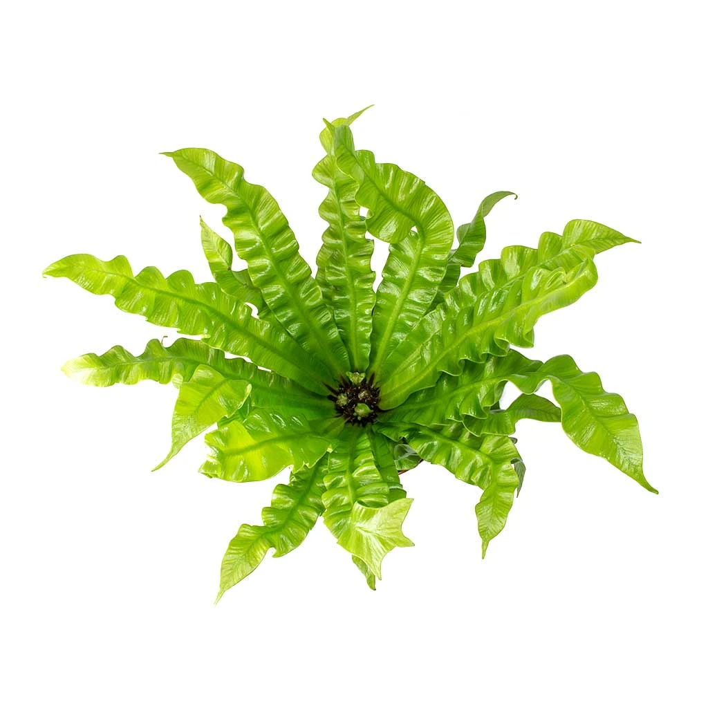 Asplenium Nidus Crispy Wave - Pleated Bird's Nest Fern 2 Asplenium Nidus Crispy Wave - Pleated Bird's Nest Fern - Image 2