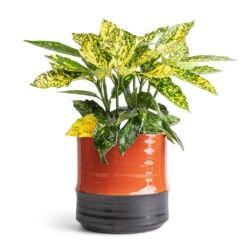 Aucuba Japonica Variegata - Gold Dust Plant -PlantVibe Shop Aucuba japonica Variegata Gold Dust Plant 14x35cm Marlijn Plant Pot Coral 17x16cm
