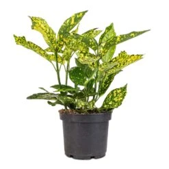 Aucuba Japonica Variegata - Gold Dust Plant -PlantVibe Shop Aucuba japonica Variegata Gold Dust Plant