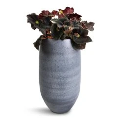 Esra Plant Vase - Mystic Grey 12 Esra Plant Vase - Mystic Grey -PlantVibe Shop Begonia BD Rex Anne Begonia 12x20cm Esra Plant Vase Graphite 20x35cm