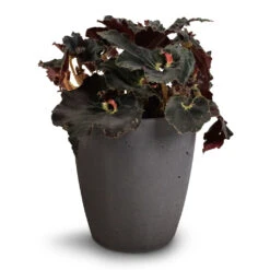 Gerben Plant Pot - Black Washed 16 Gerben Plant Pot - Black Washed -PlantVibe Shop Begonia BD Rex Anne Begonia 12x20cm Gerben Black 1