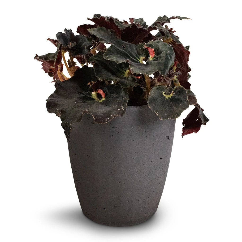 Gerben Plant Pot - Black Washed 6 Gerben Plant Pot - Black Washed - Image 6