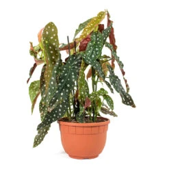 Begonia Maculata - Polka Dot Begonia -PlantVibe Shop Begonia Maculata Polka Dot Begonia 22cm