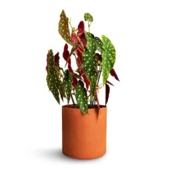 Puk Refined Planter - Canyon Orange -PlantVibe Shop Begonia Maculata Polka Dot Begonia 22x70cm Puk Refined Planter Canyon Orange 25x24.5cm 2cfa1a29 c0b9 4726 a0db 2af99bb1b4f7