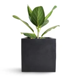 Fleur Natural Planter - Black -PlantVibe Shop Bengal Fig Fleur Natural Planter Black 20x20x20cm