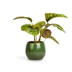 Calathea Flamestar -PlantVibe Shop Calathea Flamestar 14x45cm Mischa Plant Pot Forest Green 22x18cm