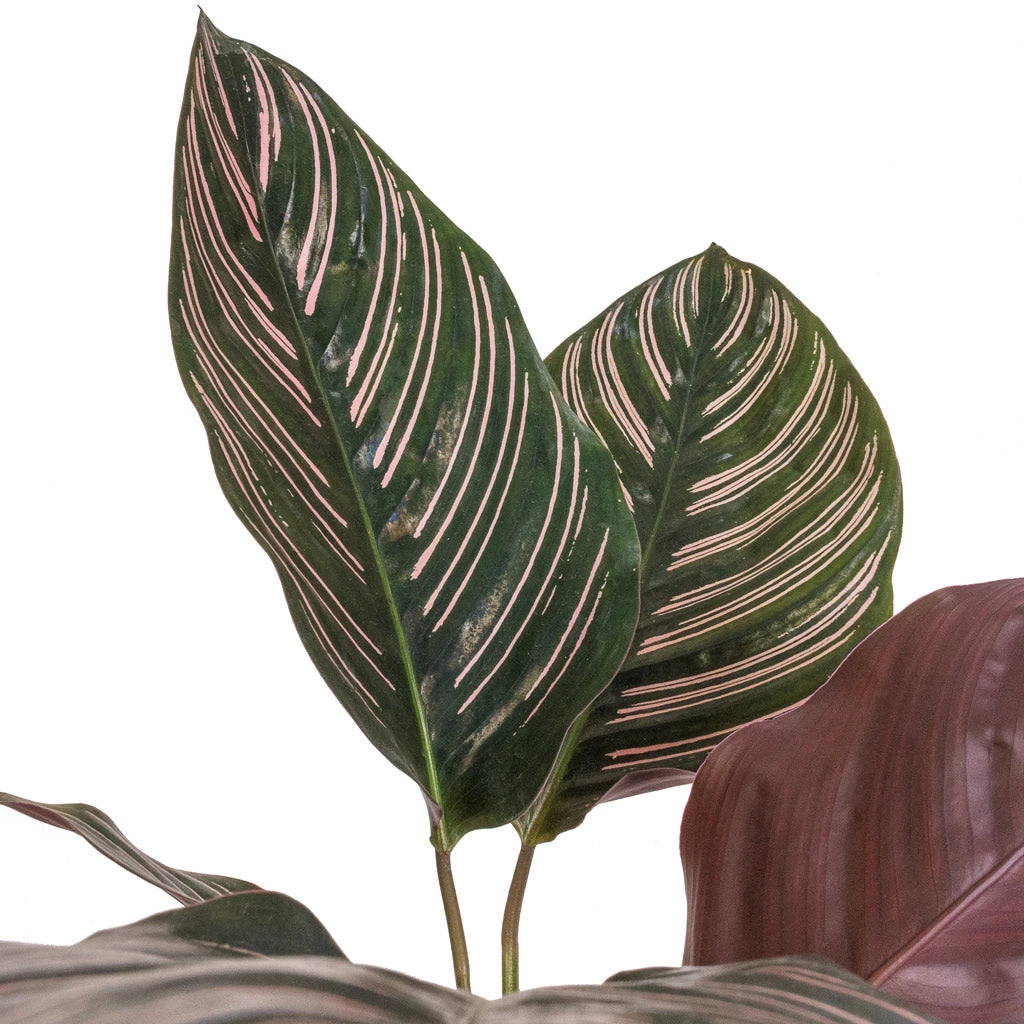 Calathea Sanderiana - Pin-Stripe Calathea 2 Calathea Sanderiana - Pin-Stripe Calathea - Image 2