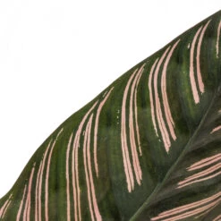 Calathea Sanderiana - Pin-Stripe Calathea 22 Calathea Sanderiana - Pin-Stripe Calathea -PlantVibe Shop Calathea Sanderiana Pin Stripe Calathea 12x30cm 4