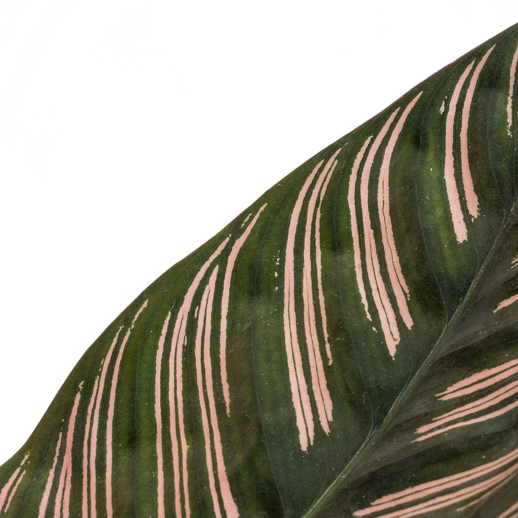 Calathea Sanderiana - Pin-Stripe Calathea 5 Calathea Sanderiana - Pin-Stripe Calathea - Image 5