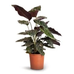 Calathea Sanderiana - Pin-Stripe Calathea 23 Calathea Sanderiana - Pin-Stripe Calathea -PlantVibe Shop Calathea Sanderiana Pin Stripe Calathea 14x50cm