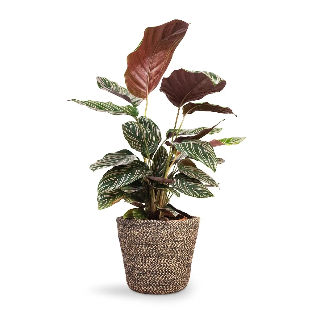 Calathea Sanderiana - Pin-Stripe Calathea 10 Calathea Sanderiana - Pin-Stripe Calathea - Image 10