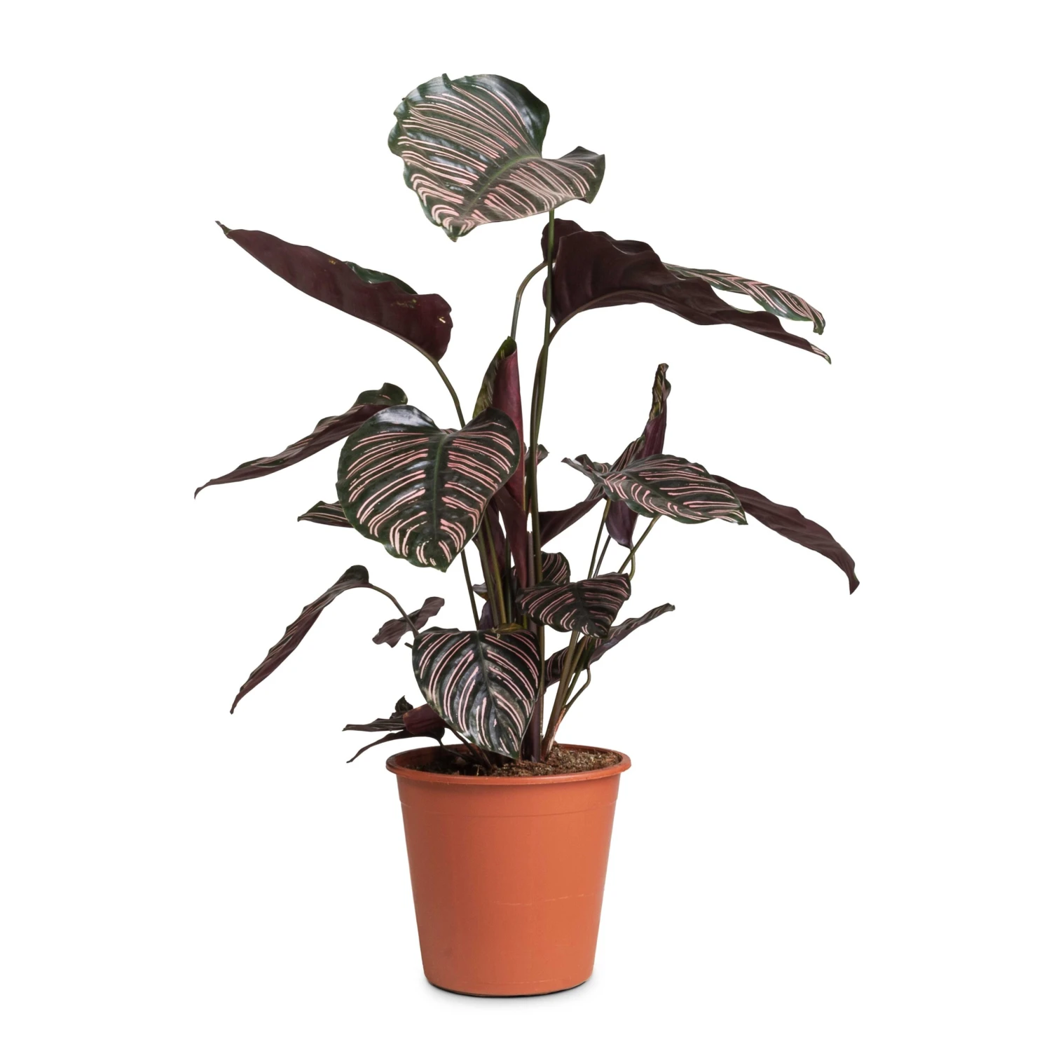 Calathea Sanderiana - Pin-Stripe Calathea 11 Calathea Sanderiana - Pin-Stripe Calathea - Image 11
