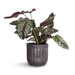 Calathea Sanderiana - Pin-Stripe Calathea