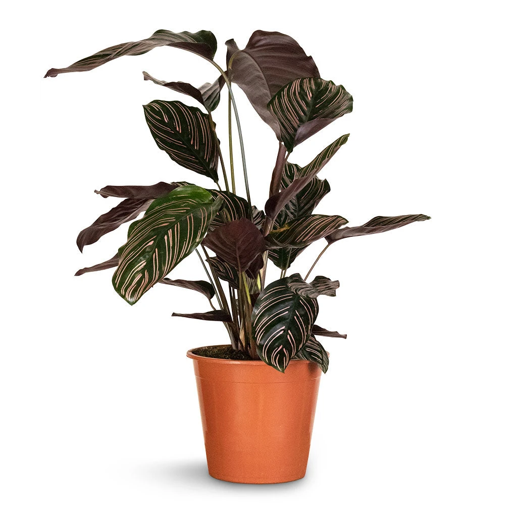 Calathea Sanderiana - Pin-Stripe Calathea 9 Calathea Sanderiana - Pin-Stripe Calathea - Image 9