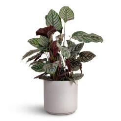 Calathea Sanderiana - Pin-Stripe Calathea 35 Calathea Sanderiana - Pin-Stripe Calathea -PlantVibe Shop Calathea Sanderiana Pin Stripe Calathea 24x75cm Leon Plant Pot Cement 32x27cm
