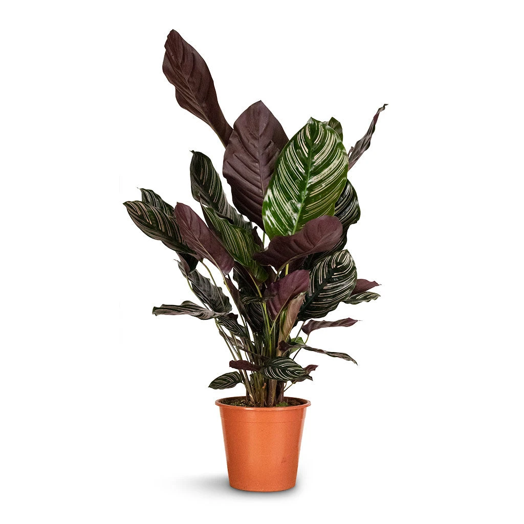 Calathea Sanderiana - Pin-Stripe Calathea 13 Calathea Sanderiana - Pin-Stripe Calathea - Image 13